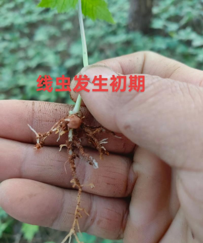 盆栽线虫怎么杀死