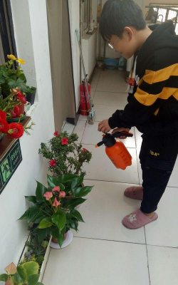 家庭养花用生根粉