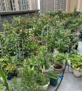 家庭养花用生根粉