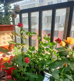 家庭养花用生根粉