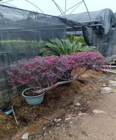 红花继木盆景如何造型