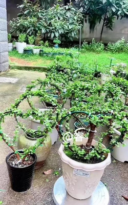 家庭养花用生根粉