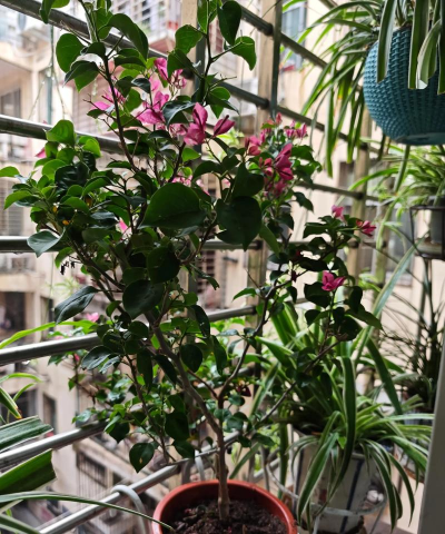 家庭养花用生根粉