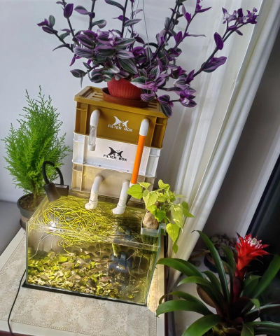 家庭养花用生根粉