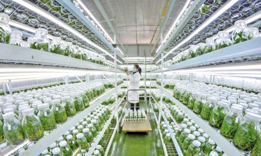 家庭养花用生根粉