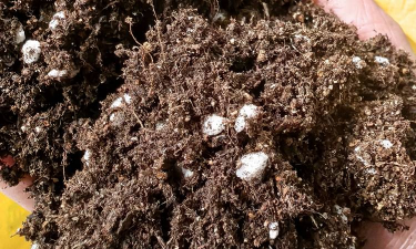 寿光养花专用土