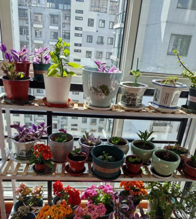 家庭养花用生根粉