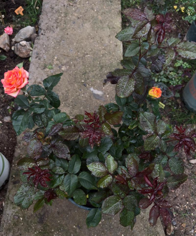 家庭养花用生根粉