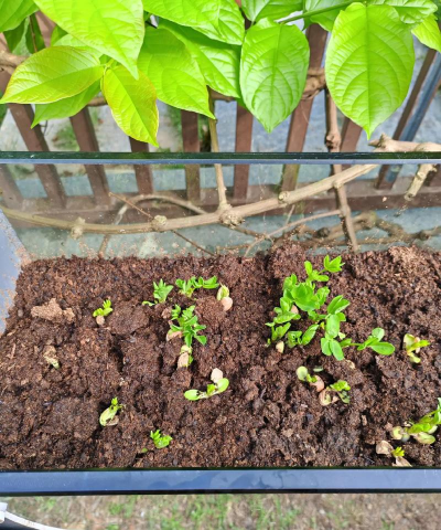 家庭养花用生根粉