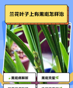 文殊兰叶斑病的防治措施