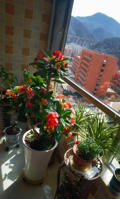 家庭养花用生根粉