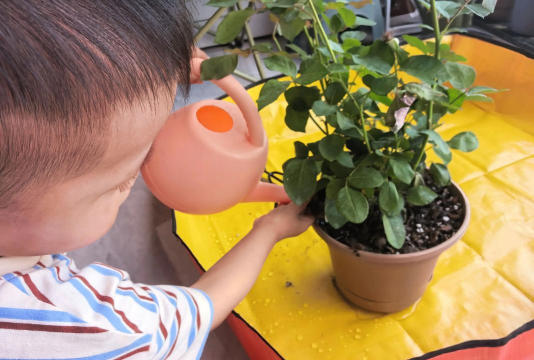 家庭养花用生根粉