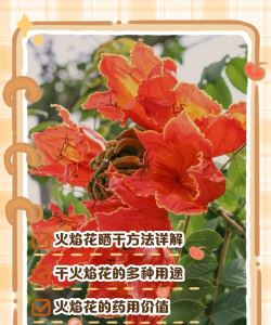 火焰花怎么养花