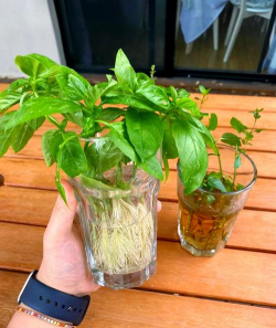 家庭养花用生根粉