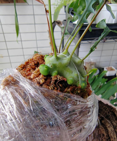 大肉虫怎么养花