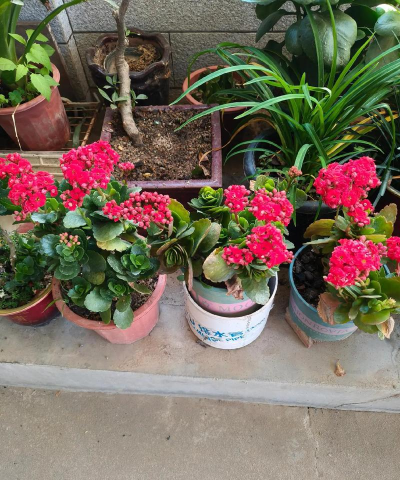 家庭养花用生根粉