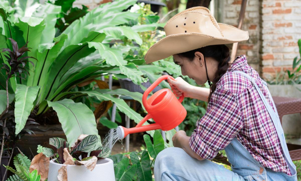 家庭养花用生根粉