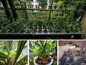 家庭养花用生根粉