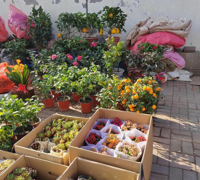 家庭养花用生根粉