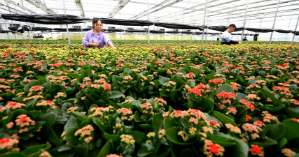 家庭养花用生根粉