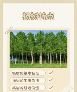 南抗杨常绿杨树品种及栽培技术