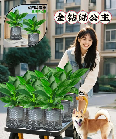 家庭养花用生根粉