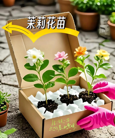 家庭养花用生根粉