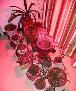 家庭养花用生根粉