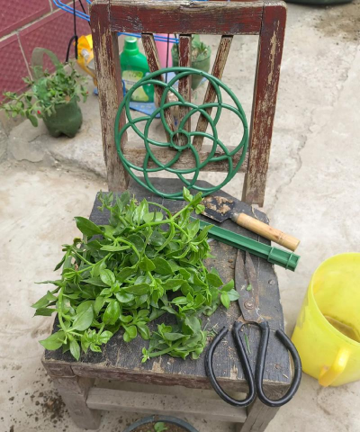 家庭养花用生根粉