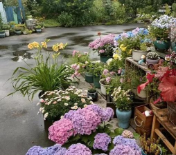 家庭养花用生根粉