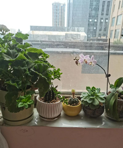 家庭养花用生根粉