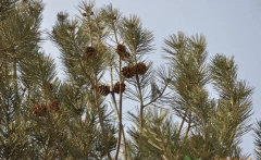 白皮松猝倒病防治方法