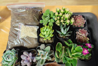 家庭养花用生根粉