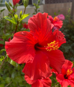 朱槿在什么季节开花