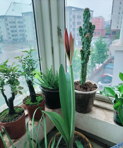 家庭养花用生根粉