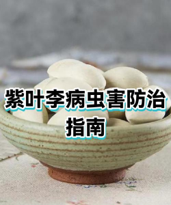 红叶李穿孔病的防治措施