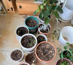 家庭养花用生根粉