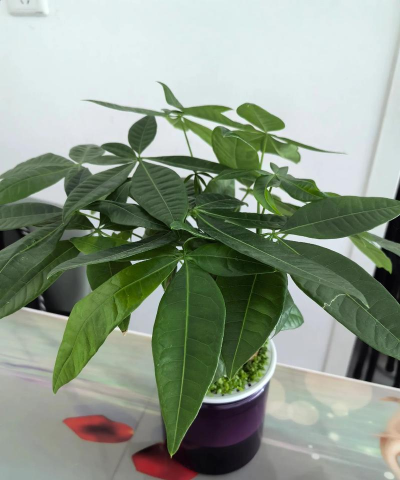 风沙可以养花吗