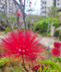 海南什么花好种