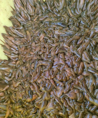 水蛭养花最好养了