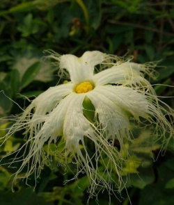 瓜子菜开什么花