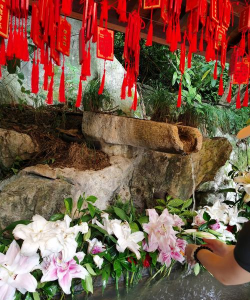 家庭养花用生根粉