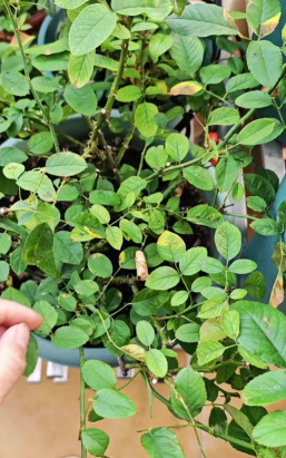 家庭养花用生根粉