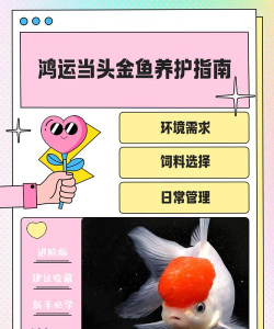 水鱼怎么养花最好