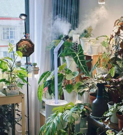 家庭养花用生根粉