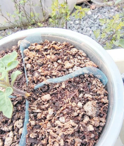 家庭养花用生根粉