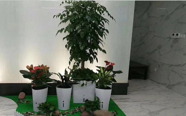 家庭养花用生根粉