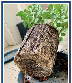 家庭养花用生根粉