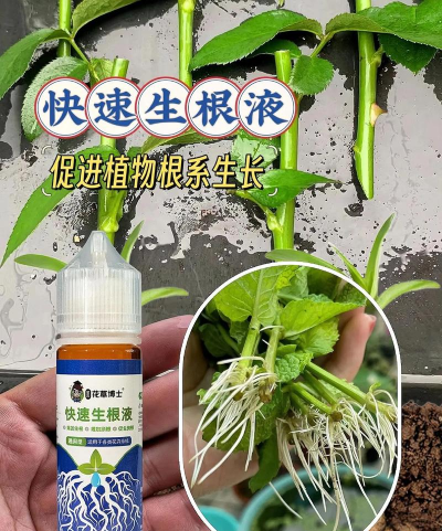 家庭养花用生根粉