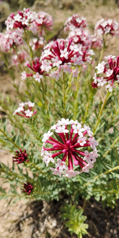 狼毒花是什么植物